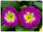 Pink Primrose