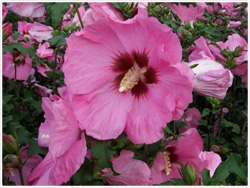 Rose-of-Sharon