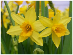 Tete-a-tete Daffodils