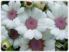 White Cineraria