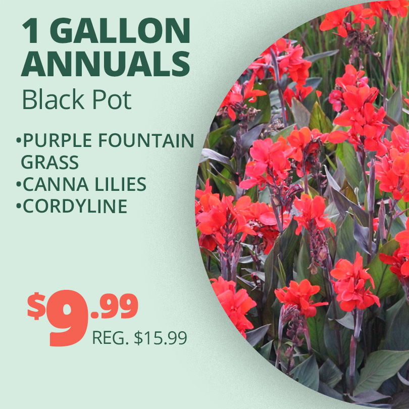 GF24_AnnualsBlackPot
