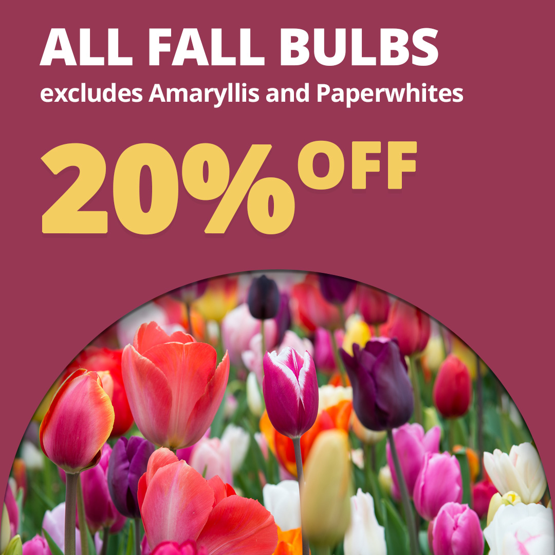 GF24_FallBulbs