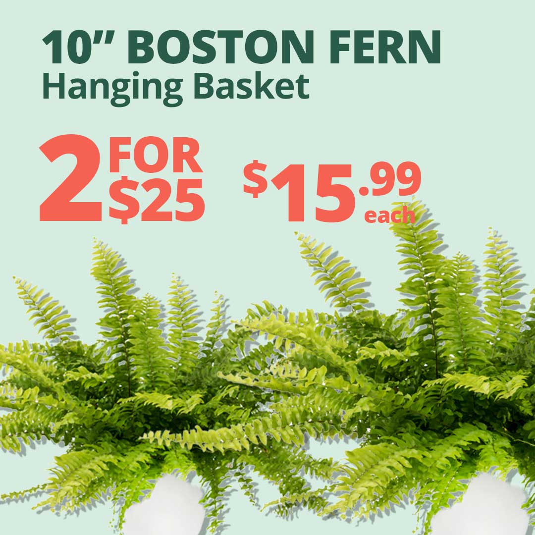 Boston