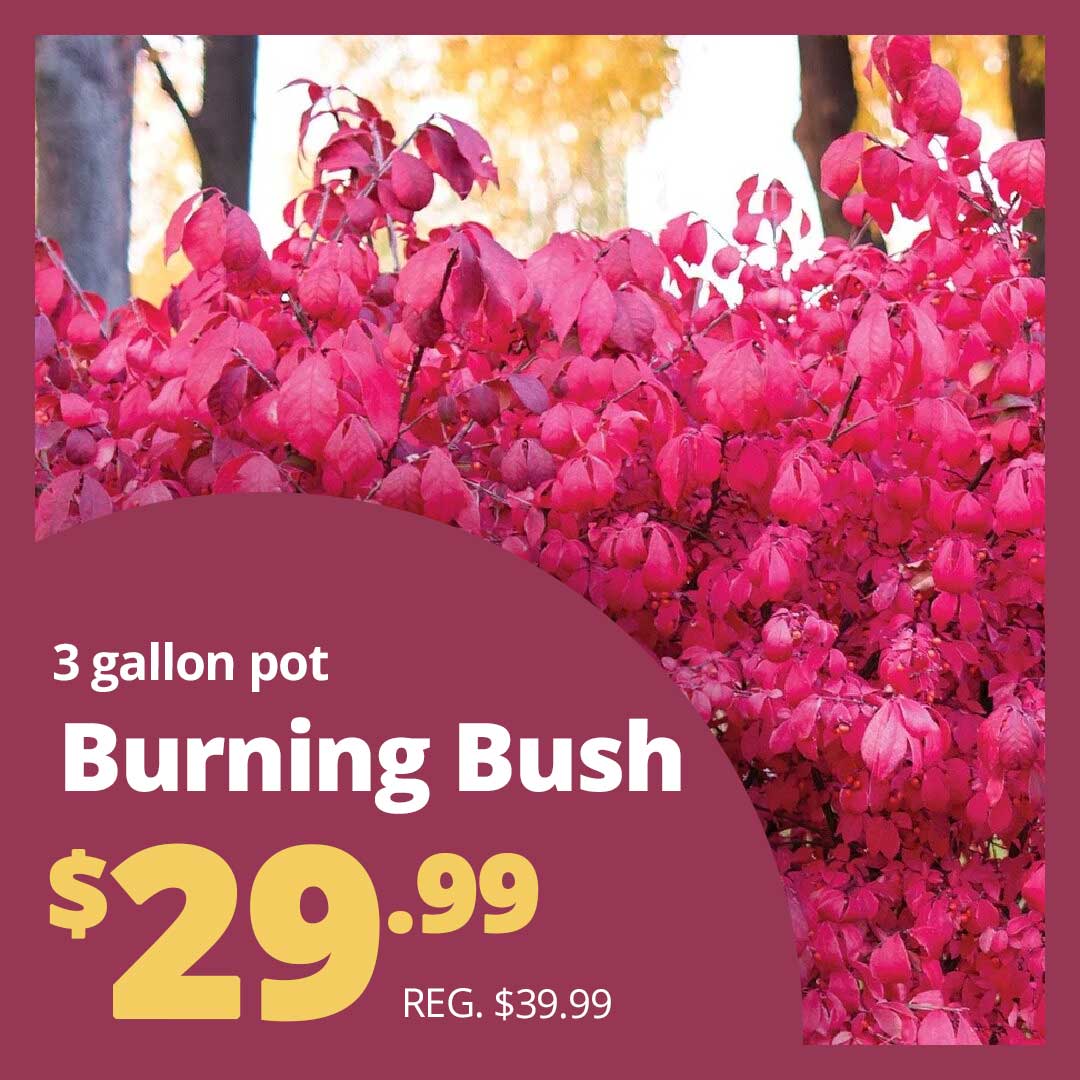 Burn-Bush