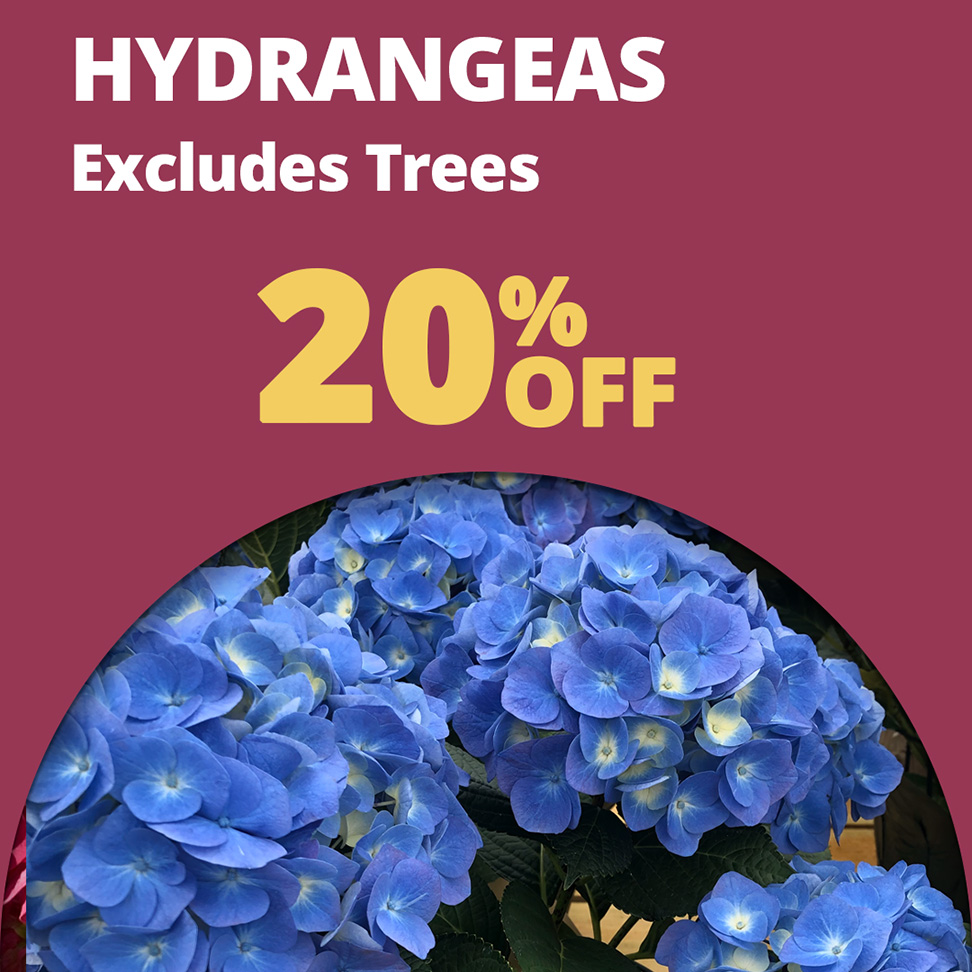 GF-Hydrangea_20off2