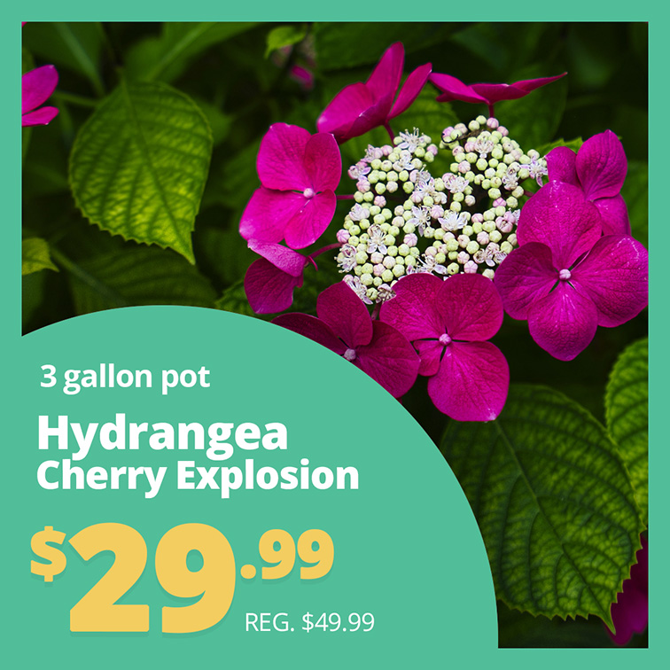 GF24_HydrangeaCherry