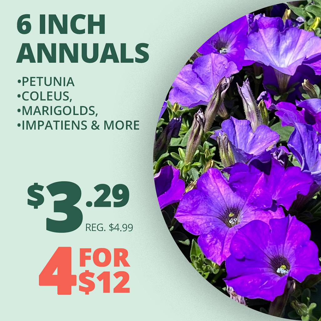 GF25_6Annuals