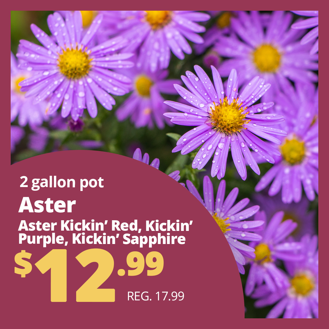 GF25_AsterKickin_