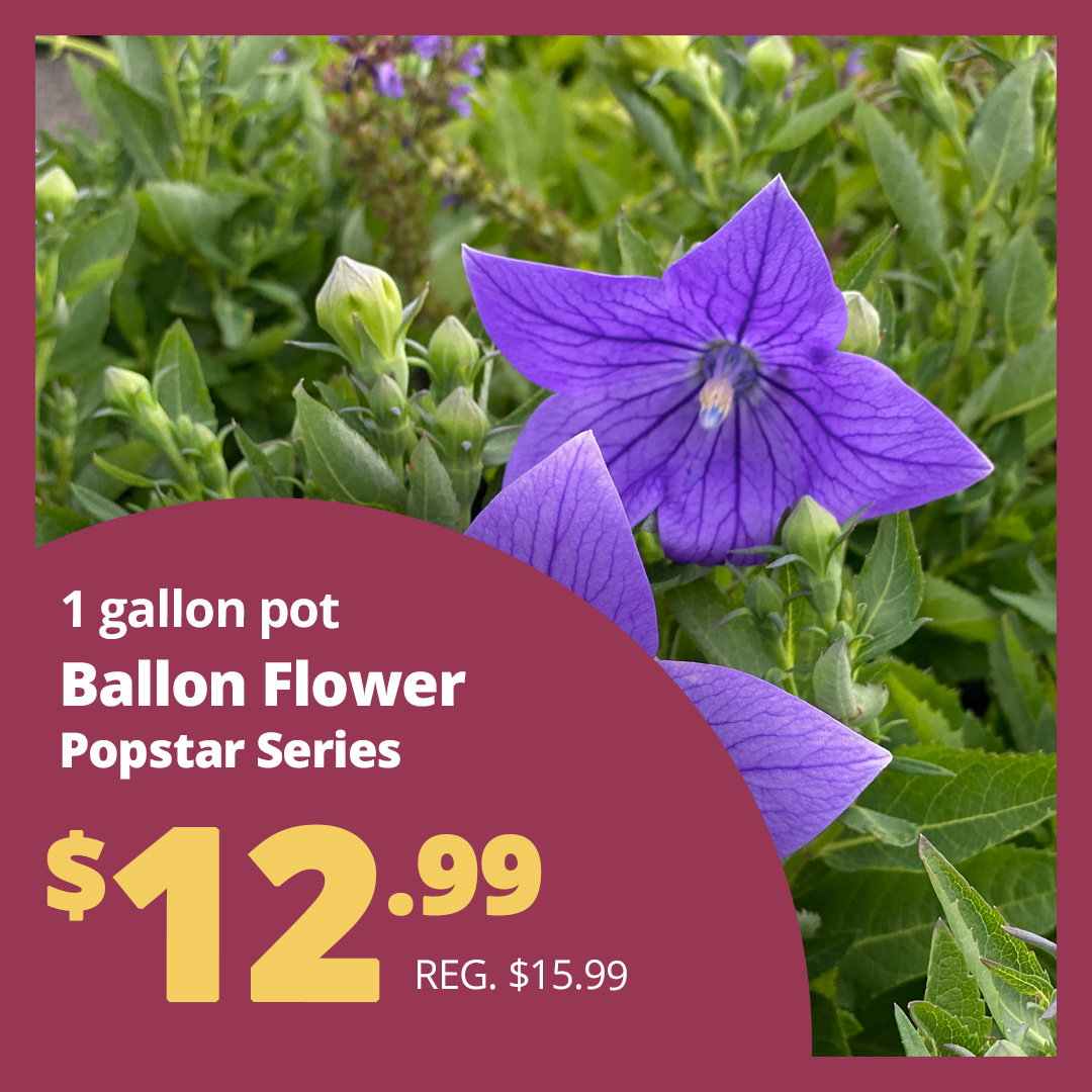GF25_BallonFlower4