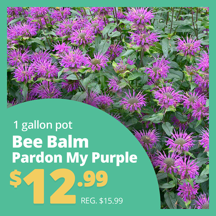 GF25_BeeBalmPardon_1