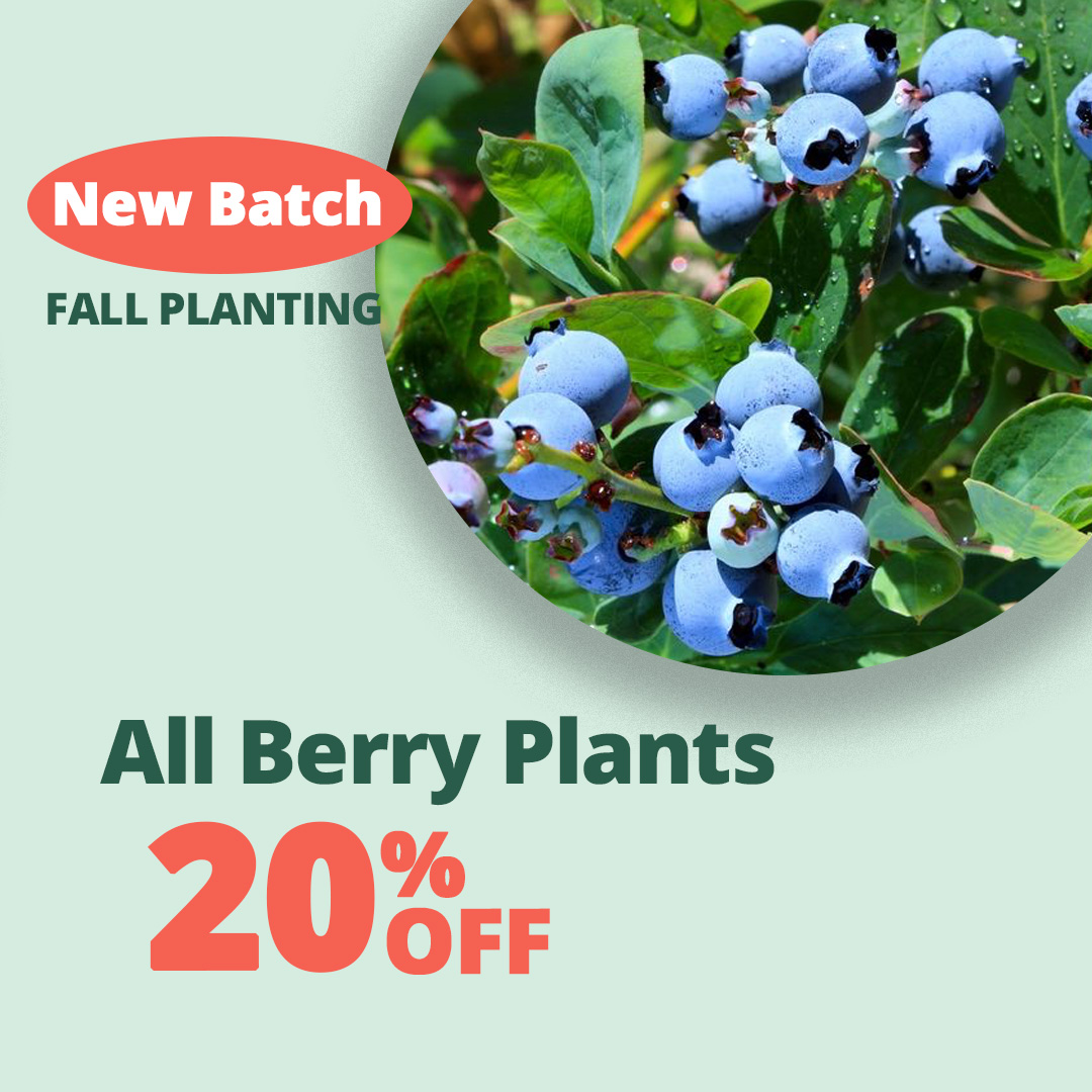 GF25_Berry_Plants