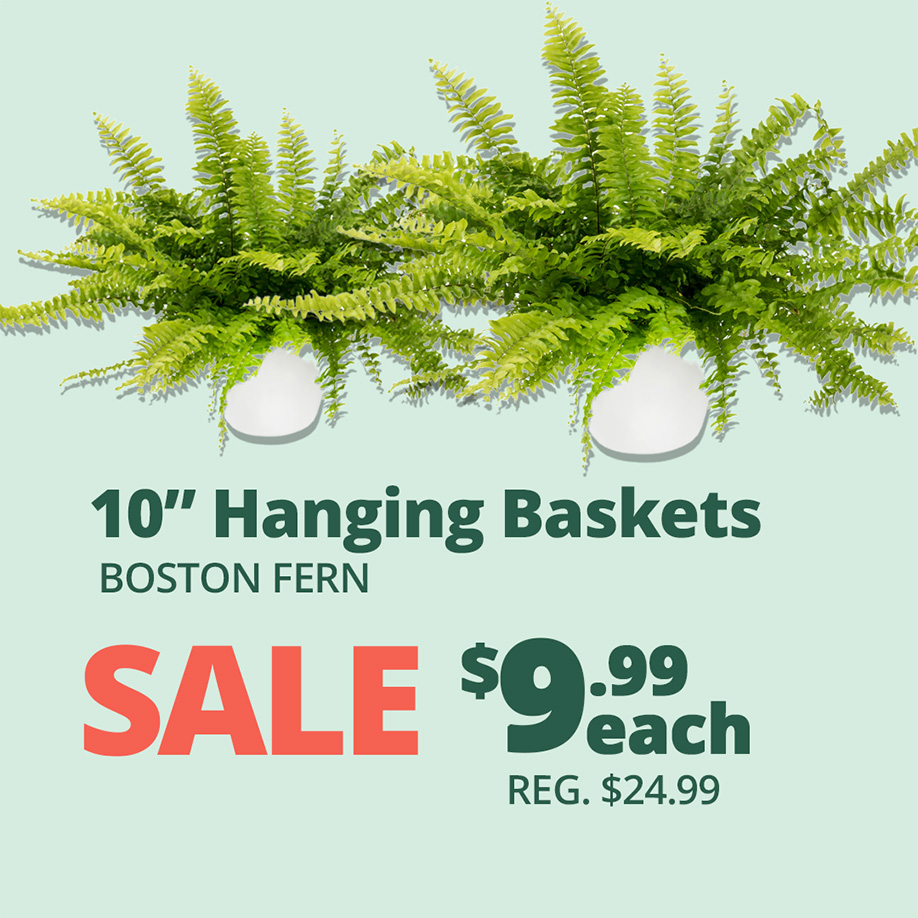 GF25_BostonFern
