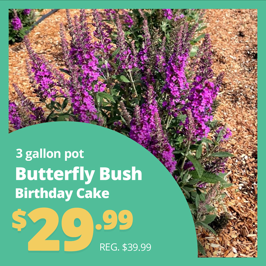 GF25_ButterflyBcake