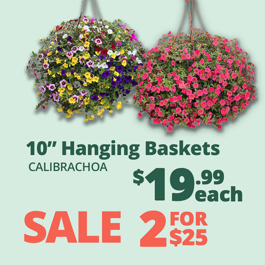GF25_Calibrachoa