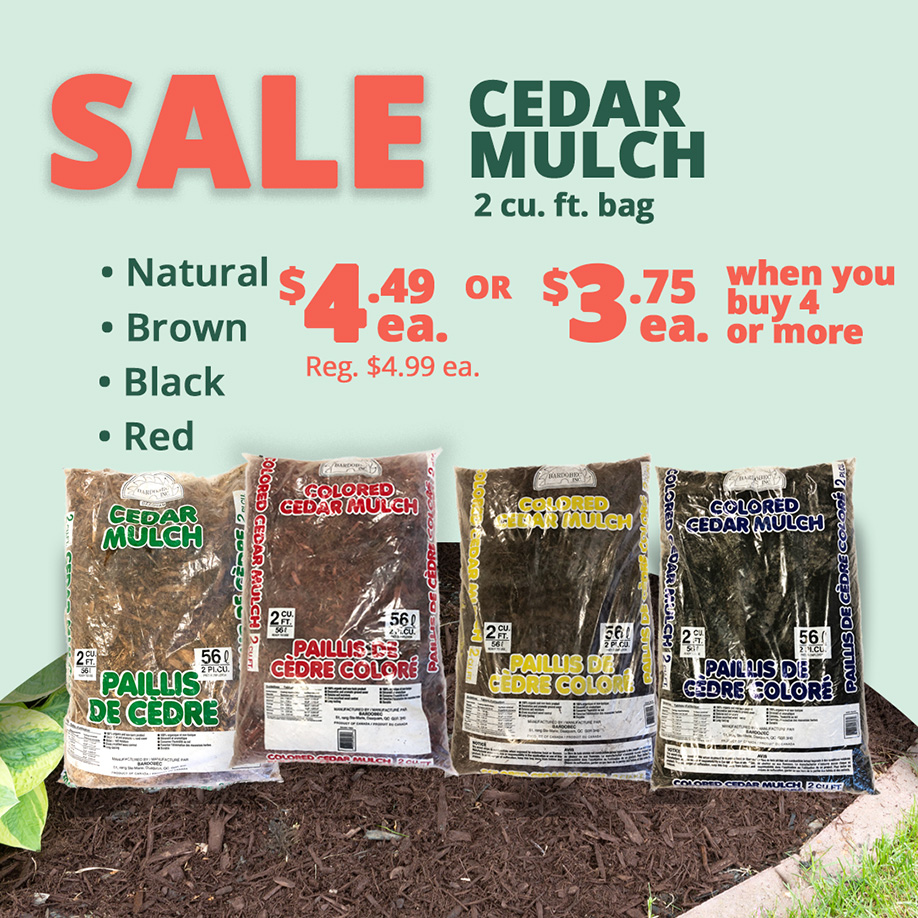 GF25_CedarMulch2