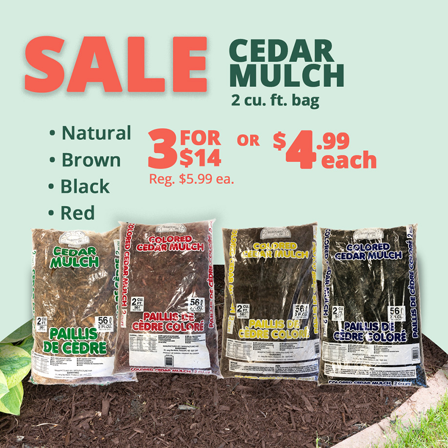 GF25_CedarMulchJune