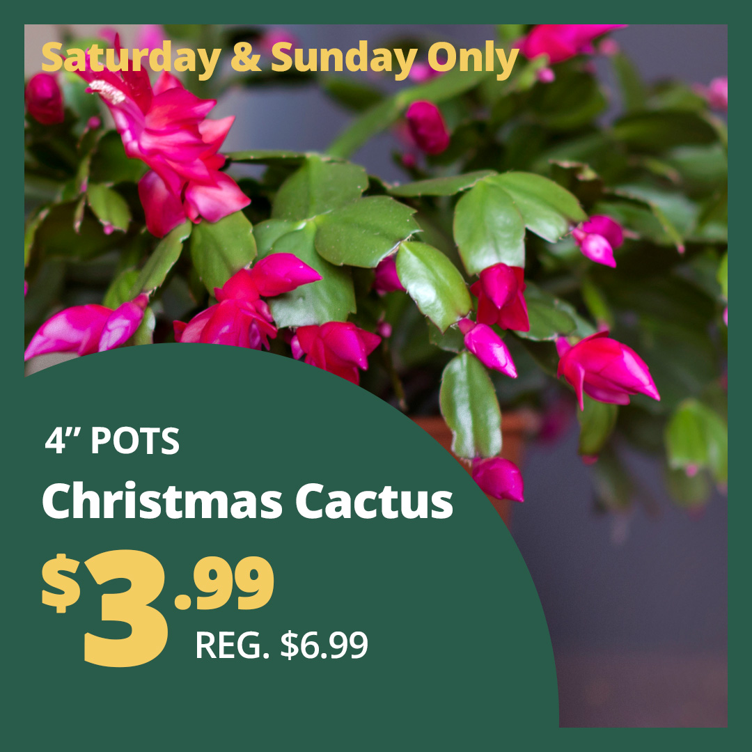 GF25_ChristmasCactus4-2