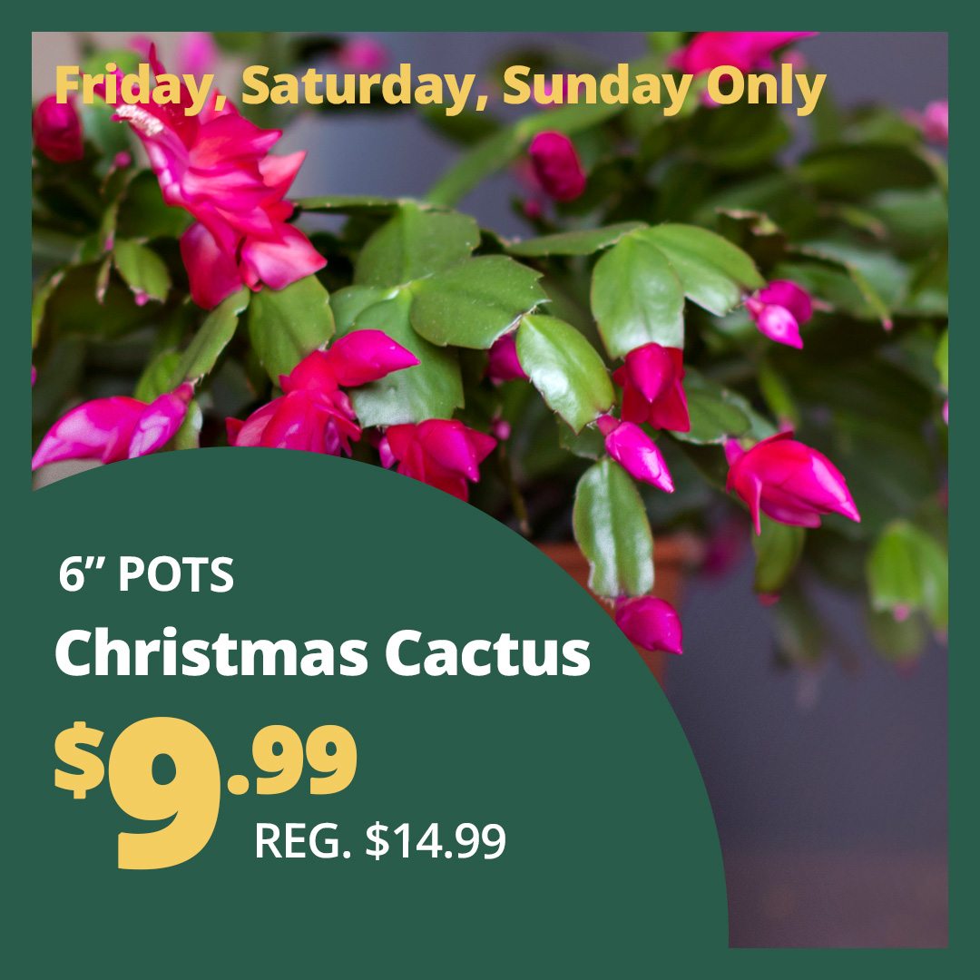 GF25_ChristmasCactus6