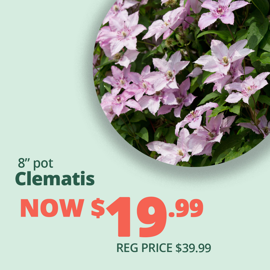 GF25_Clematis6