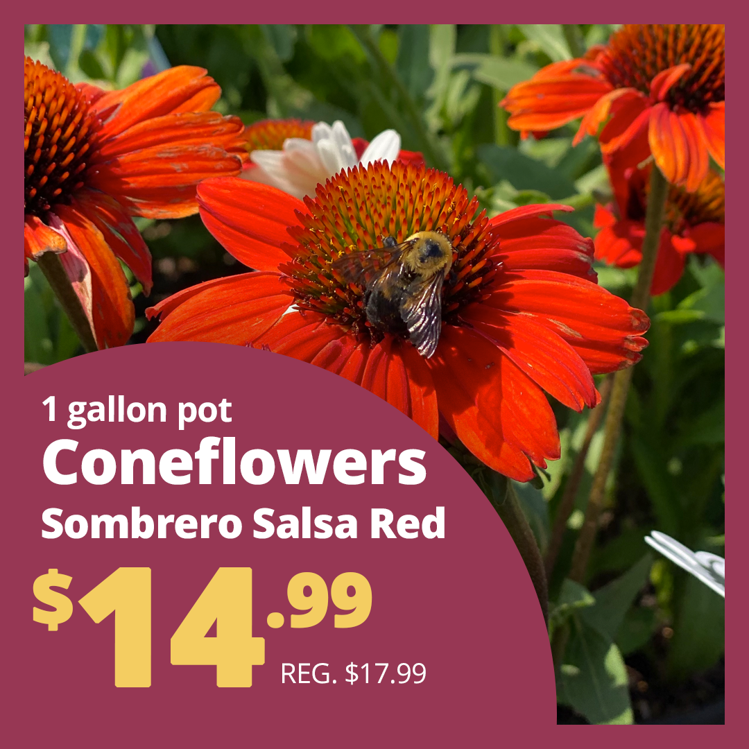 GF25_ConeflowerSombero