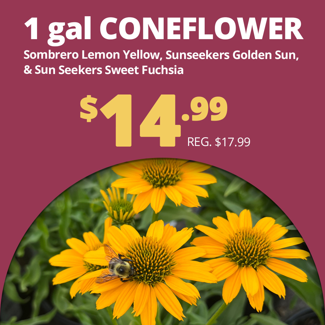 GF25_Coneflowersale3