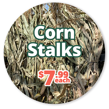 GF25_CornStalks