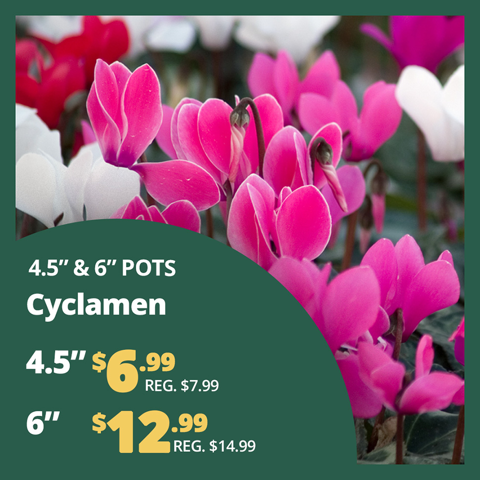 GF25_Cyclamen