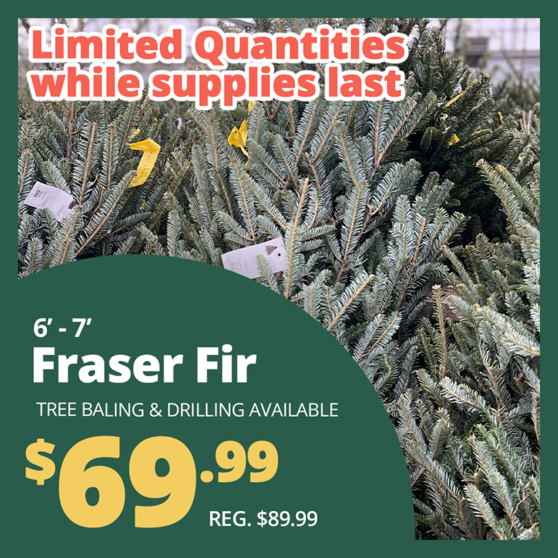 GF25_FraserFir