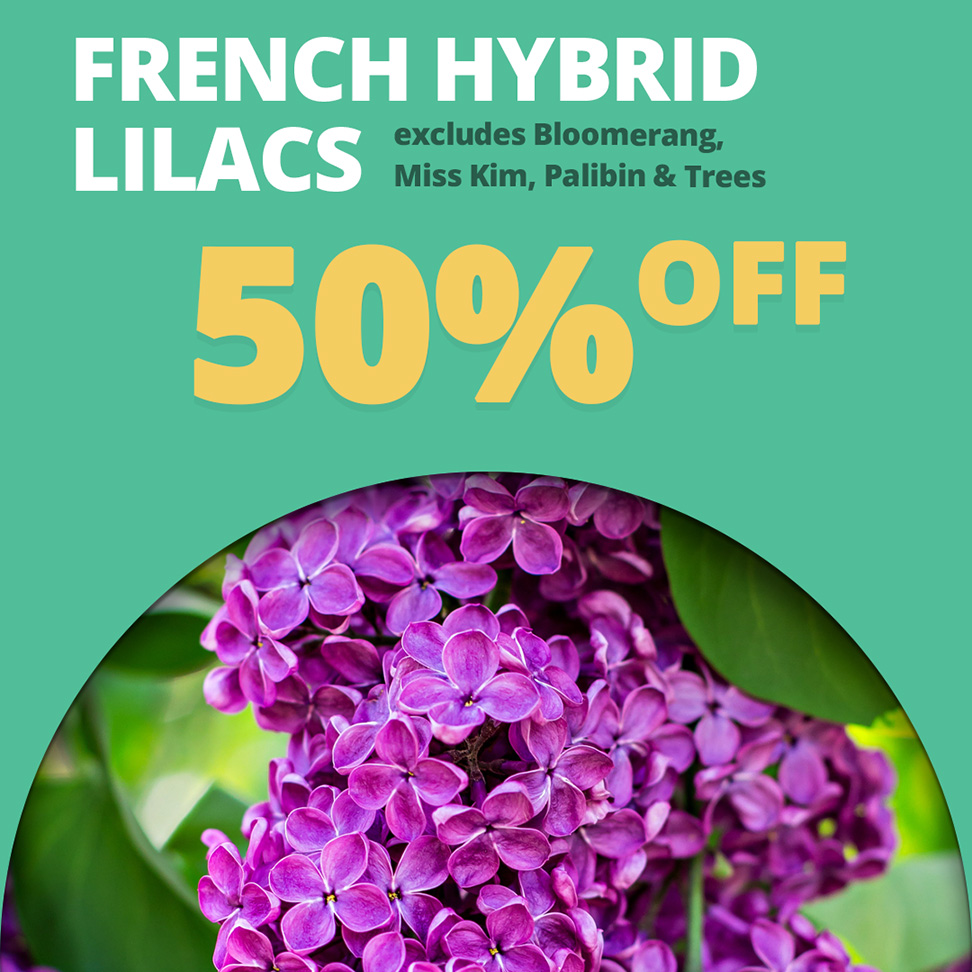 GF25_FrenchLilacs