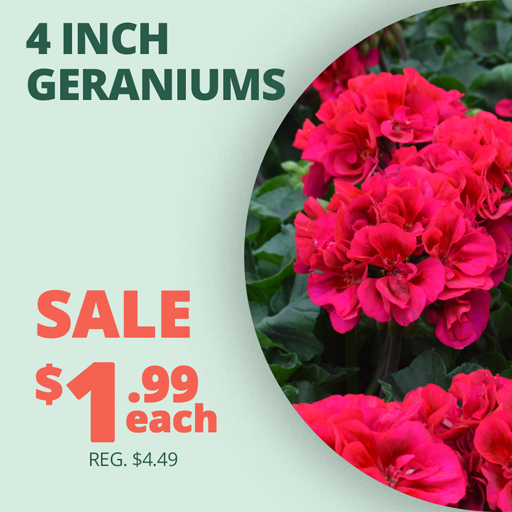 GF25_Geraniums2