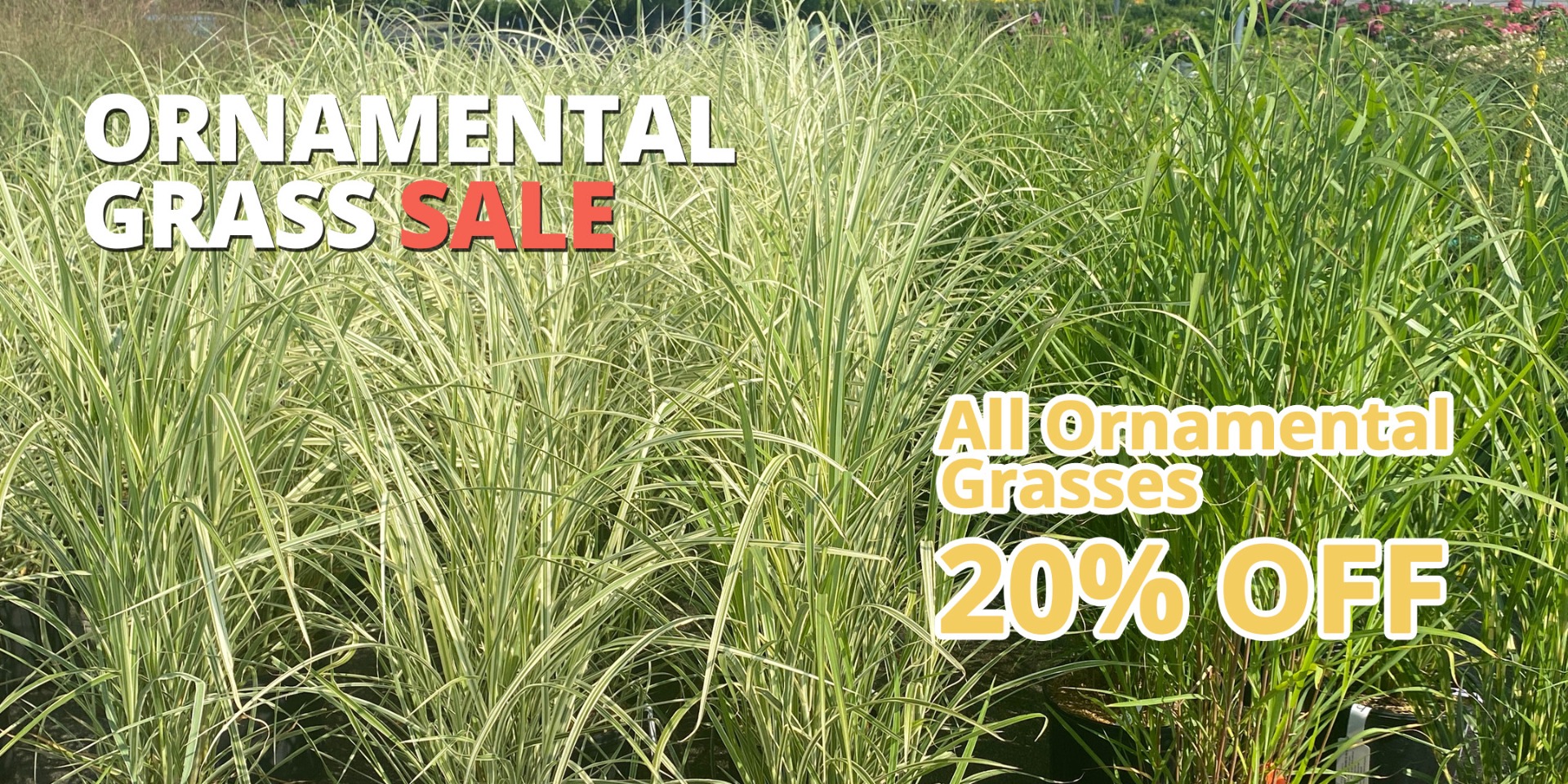 GF25_Grasses2_1