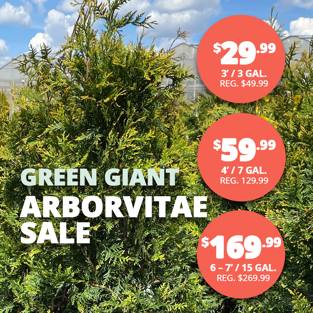 GF25_GrnGiantArb