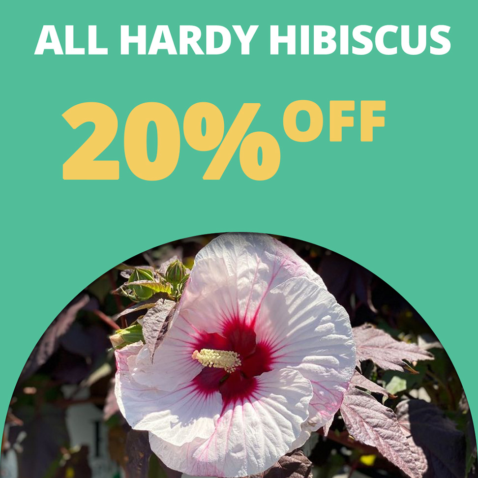 GF25_HardyHibiscus