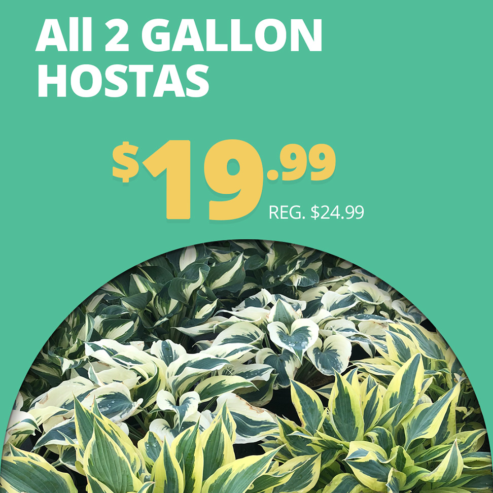 GF25_Hostas