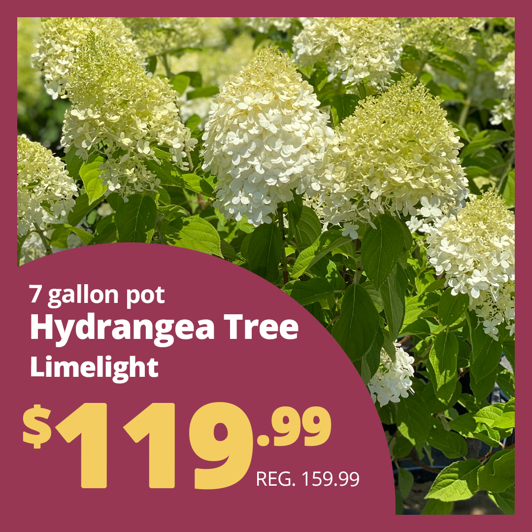 GF25_Hydrangealimelighttree2