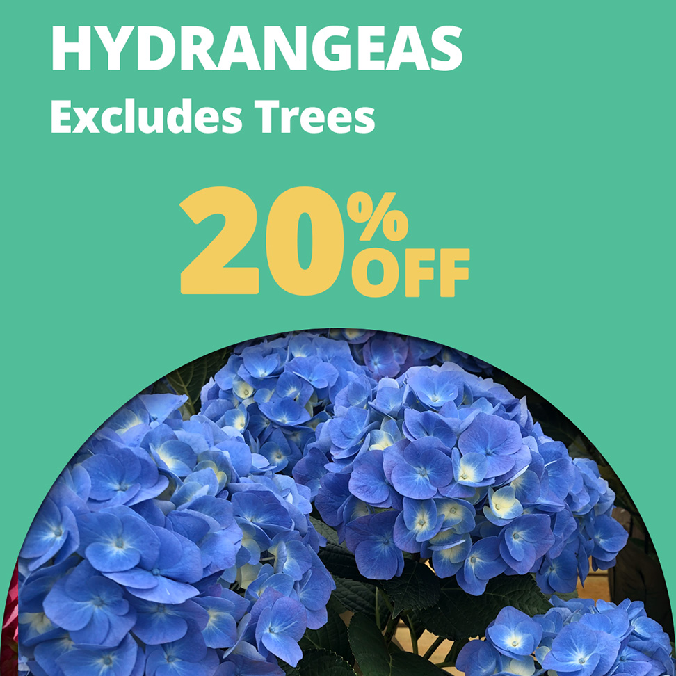 GF25_Hysrangea20