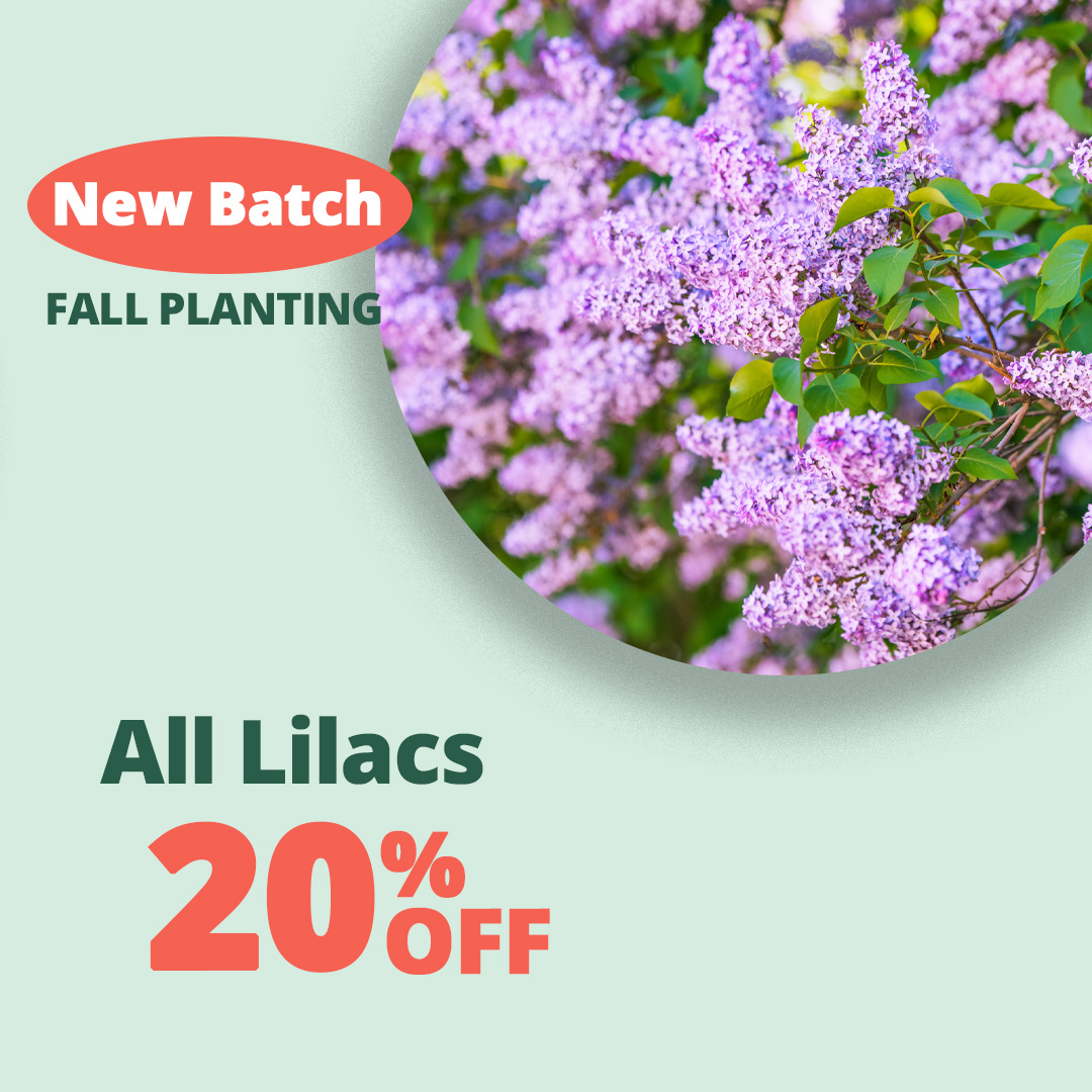 GF25_Lilacs