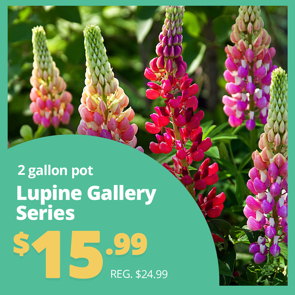GF25_Lupine3