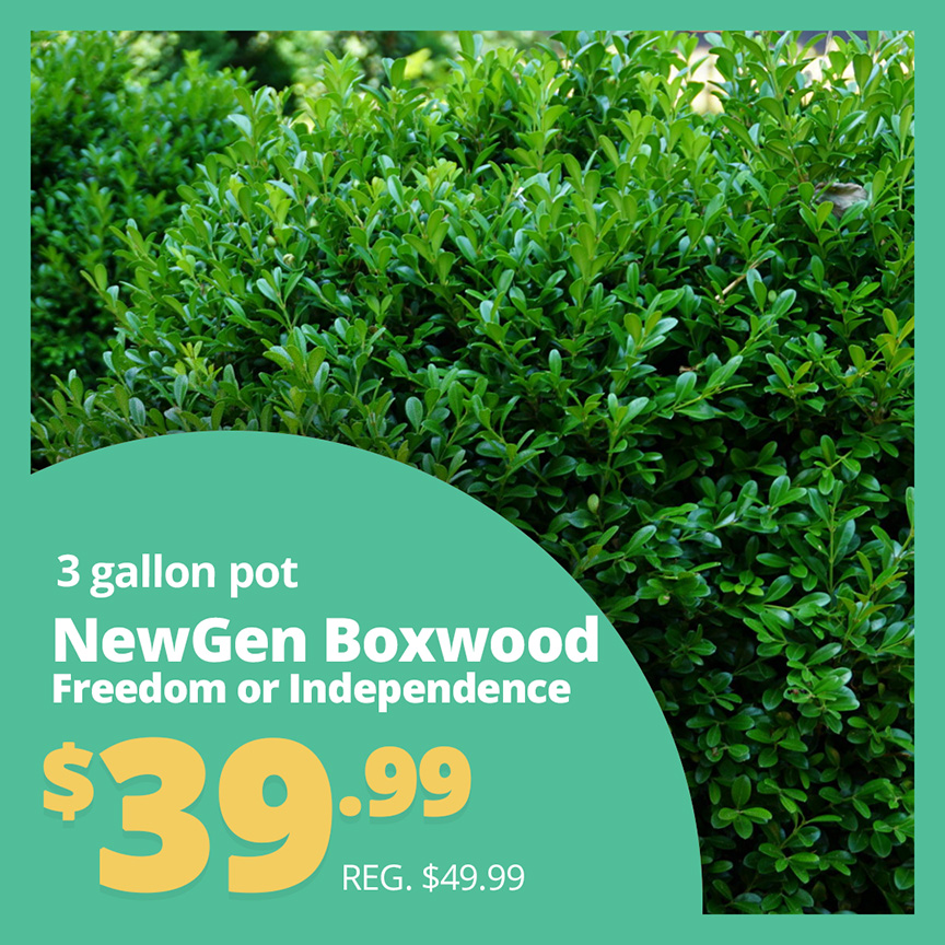 GF25_NewGenBoxwood