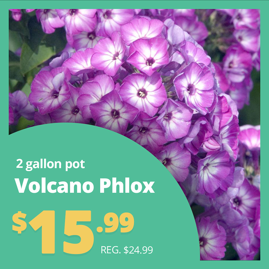 GF25_Phlox