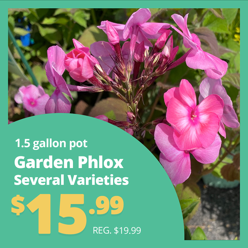 GF25_Phlox2