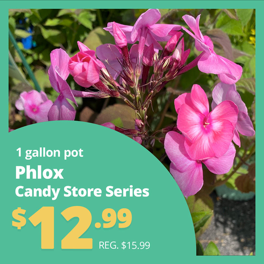GF25_Phlox3