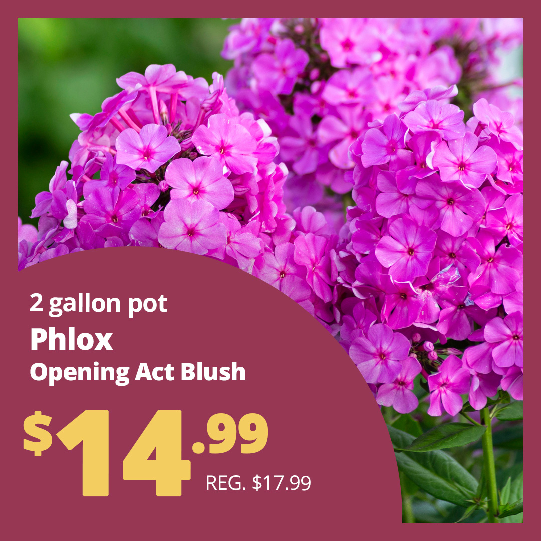 GF25_PhloxBlush2
