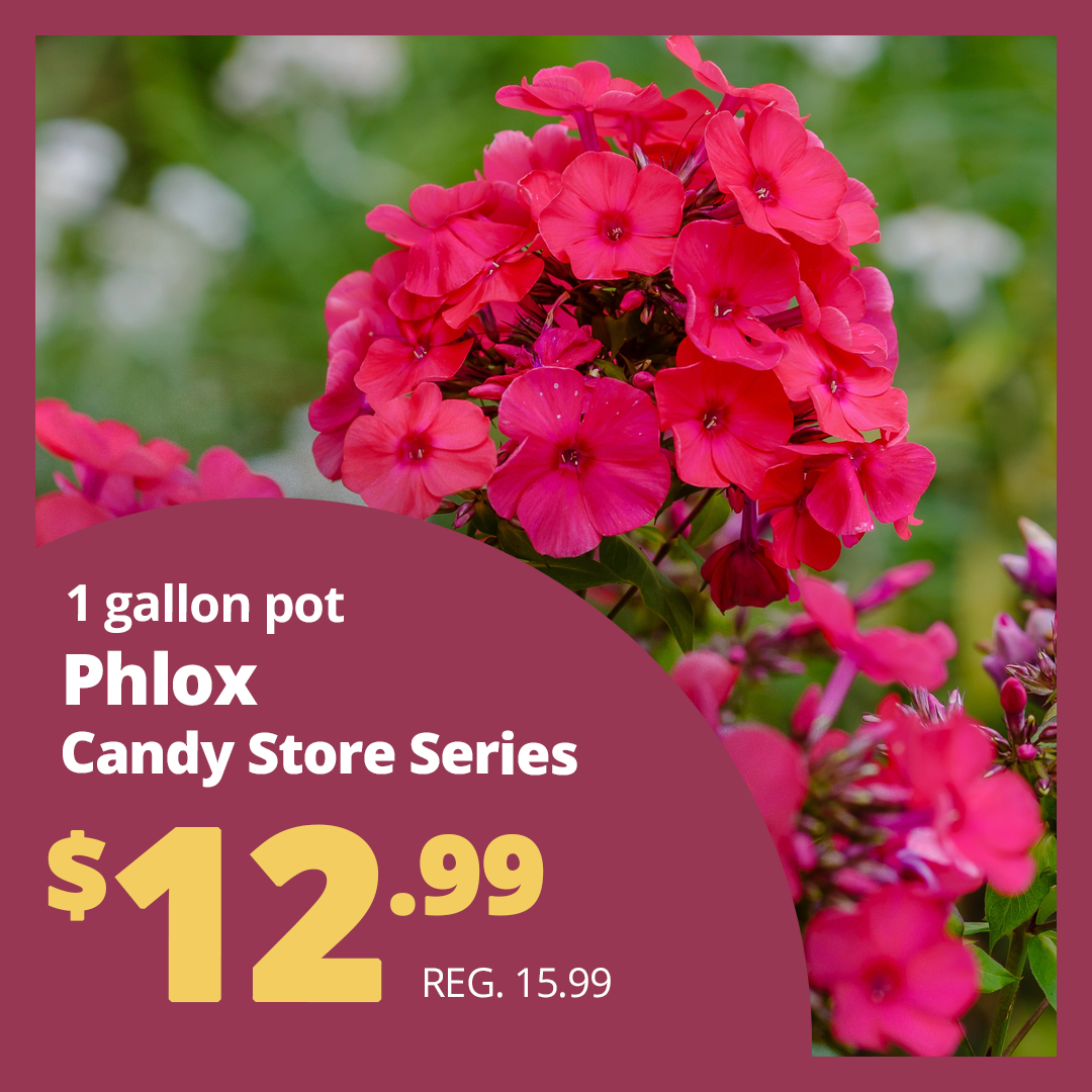 GF25_PhloxCandyStore