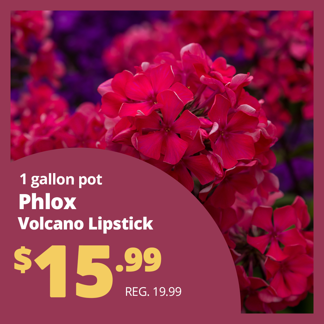 GF25_Phloxvolcano