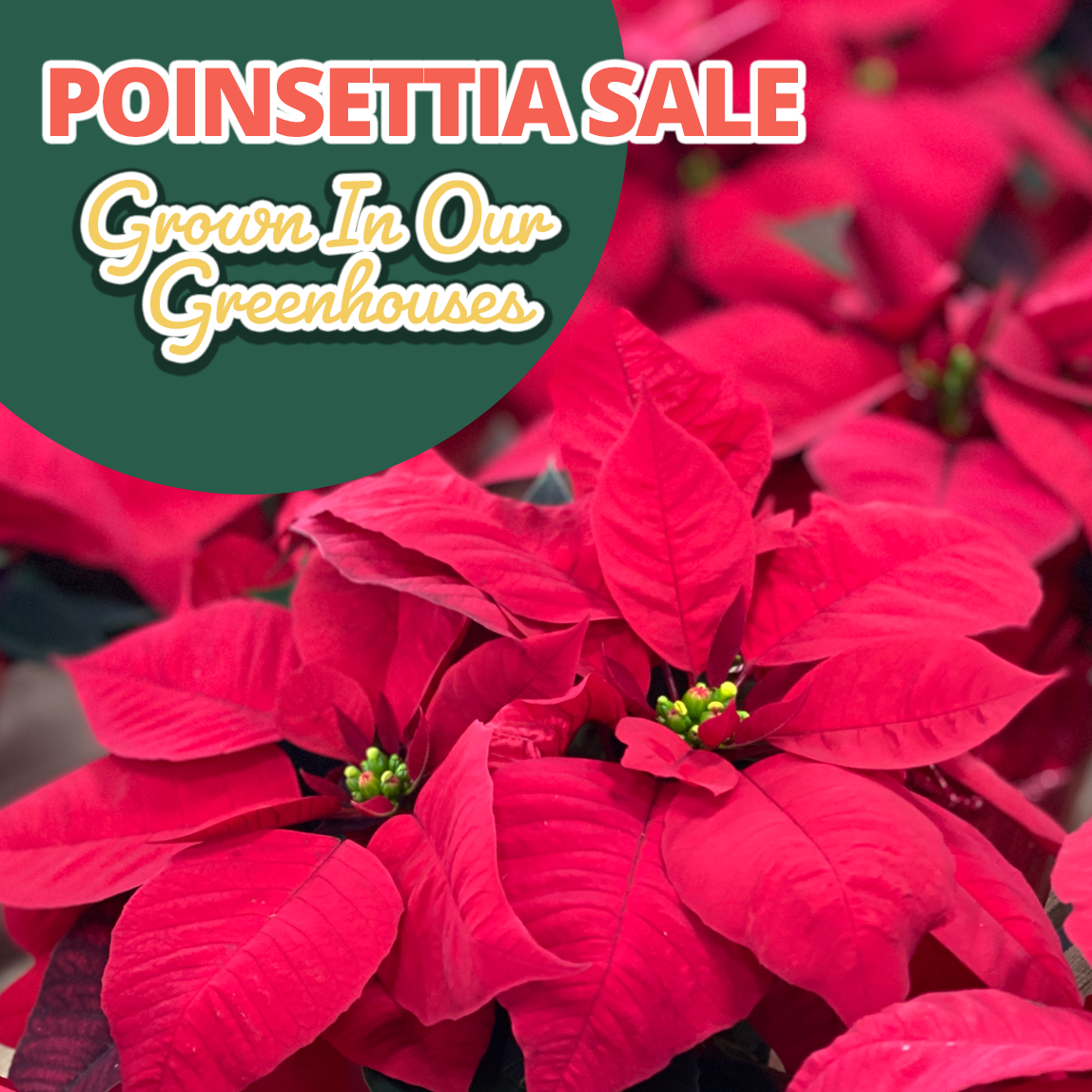 GF25_Poinsettia2_1