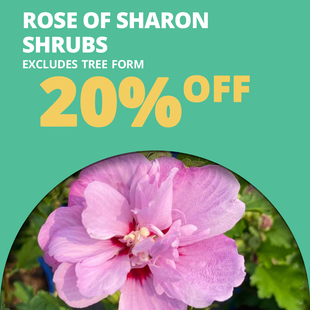 GF25_RoseSharon