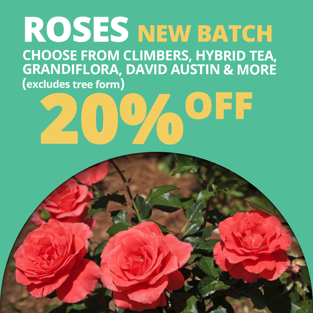 GF25_Roses