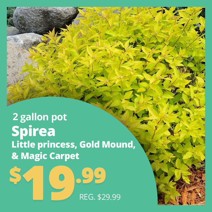GF25_Spirea