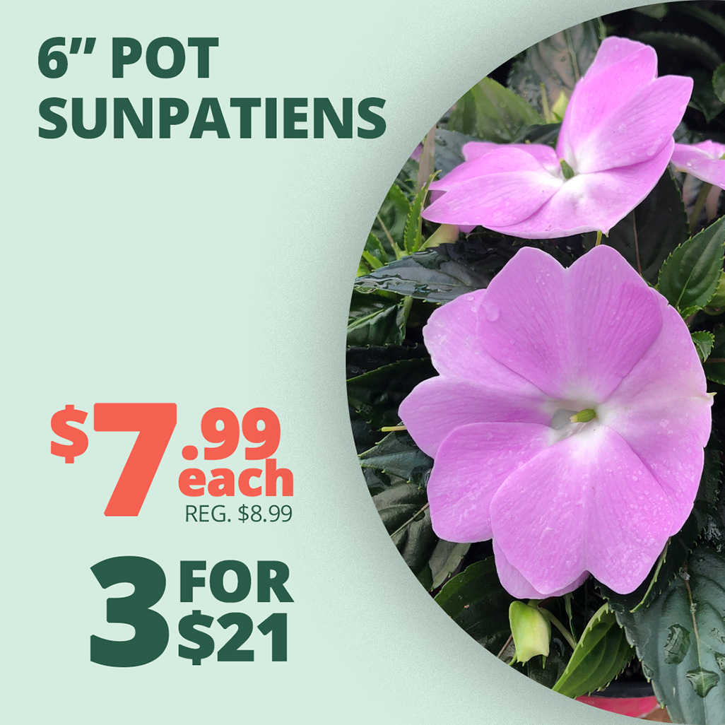 GF25_Sunpatiens